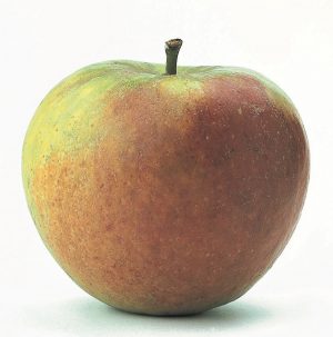 Cox O.P (per stuk)
